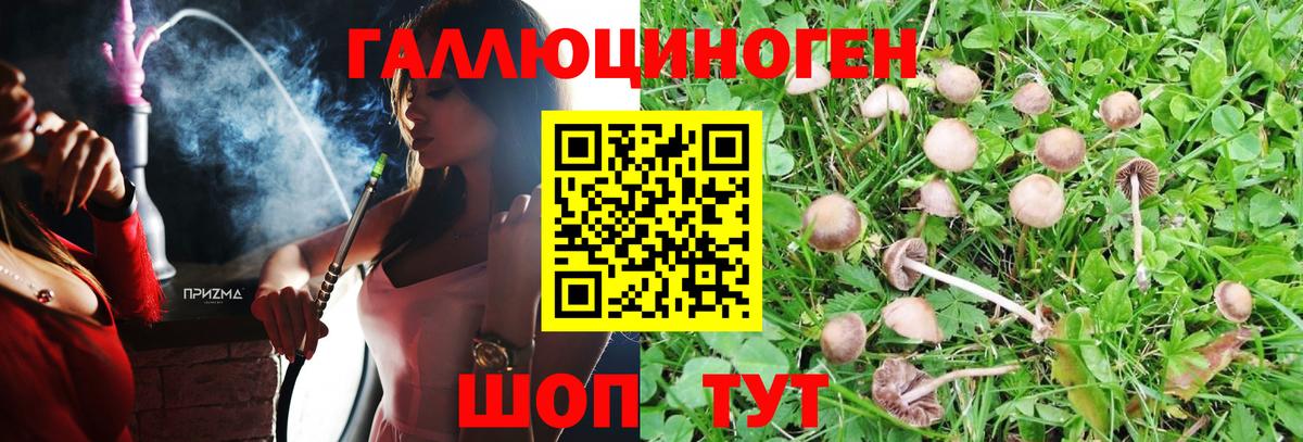 Псилоцибиновые грибы Psilocybine cubensis Знаменск